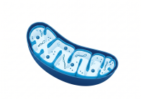 Santé mitochondriale et douleurs chroniques