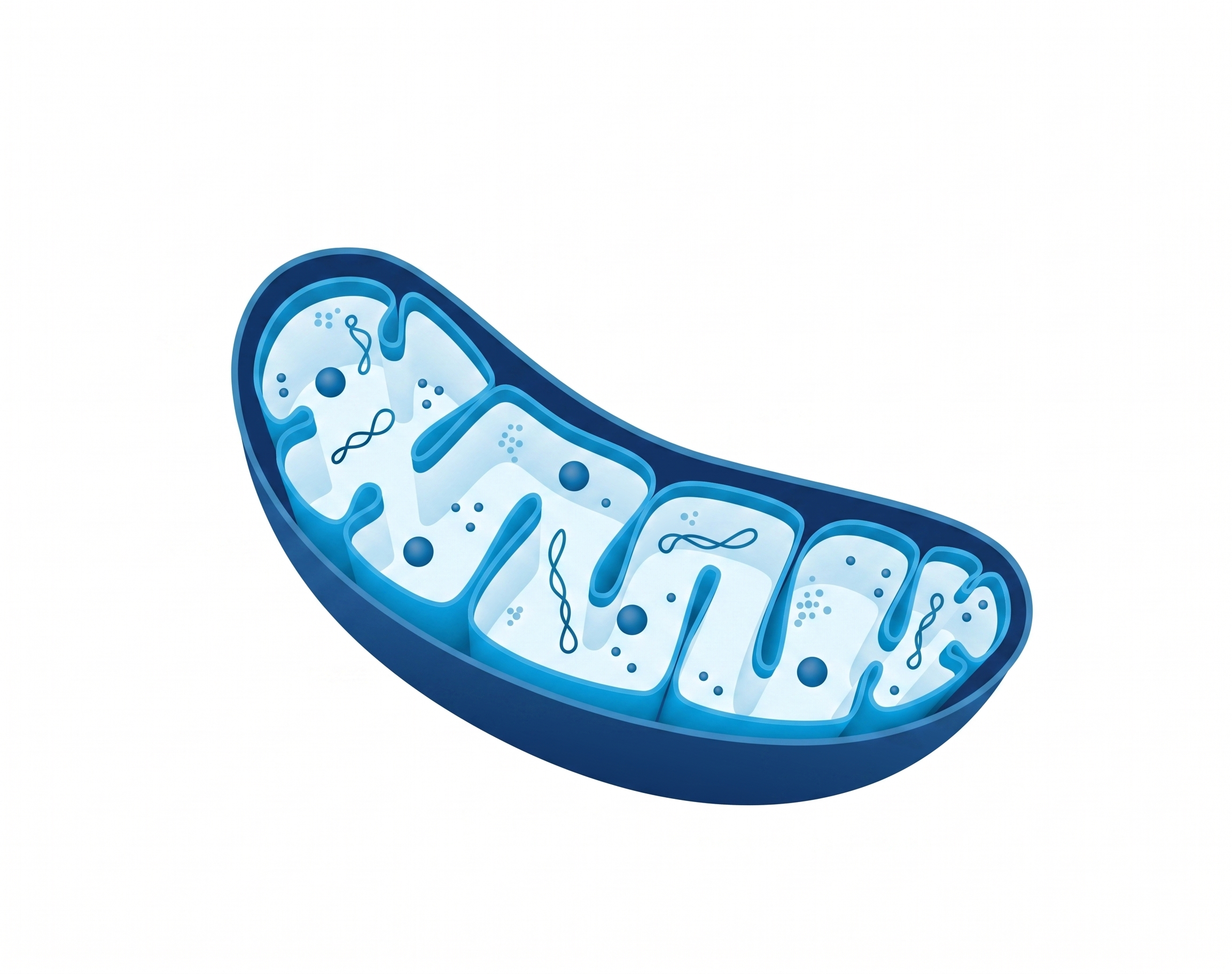 Santé mitochondriale et douleurs chroniques
